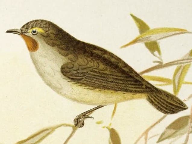 Rockwarbler