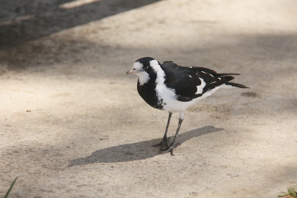 Magpie-lark