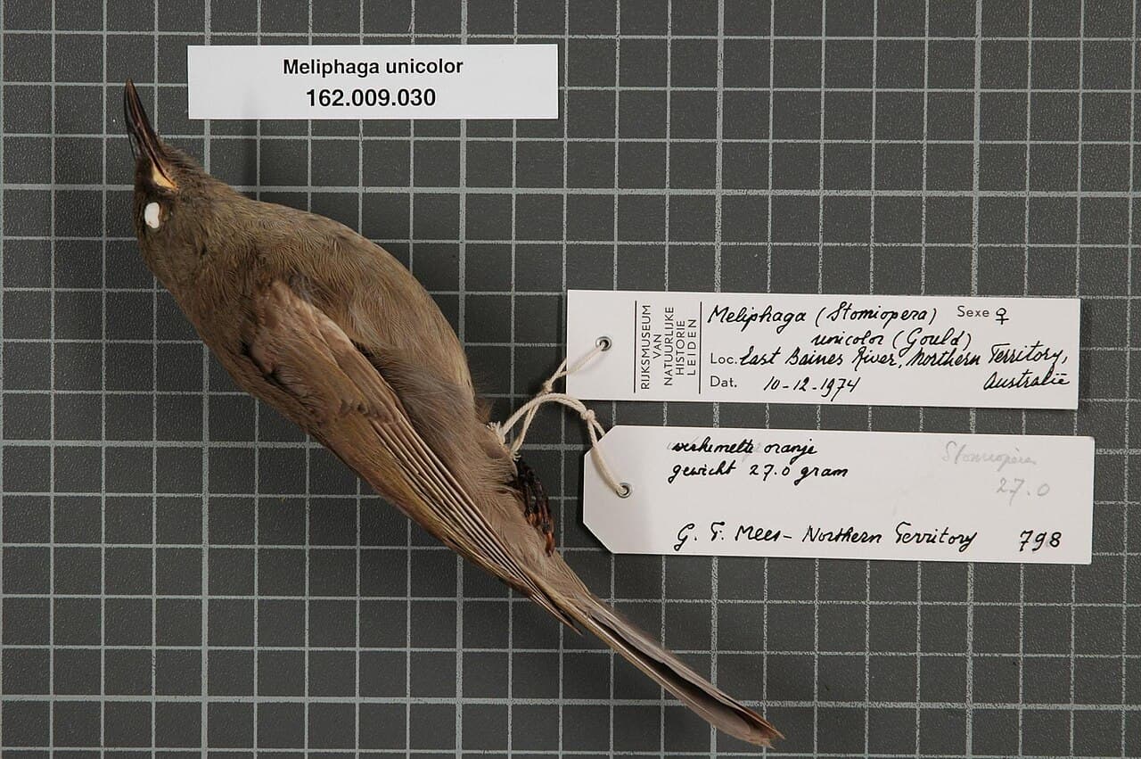 White-gaped Honeyeater