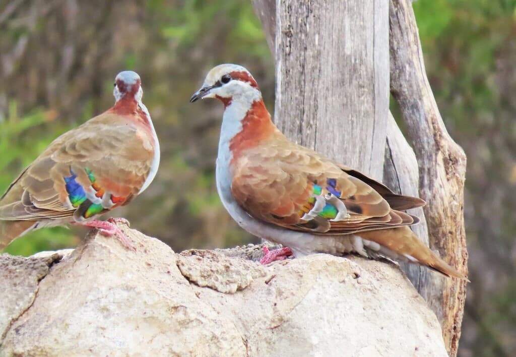 Brush Bronzewing