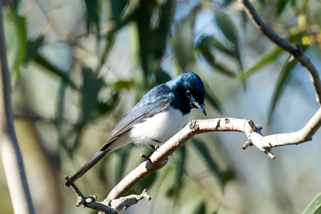 Satin Flycatcher