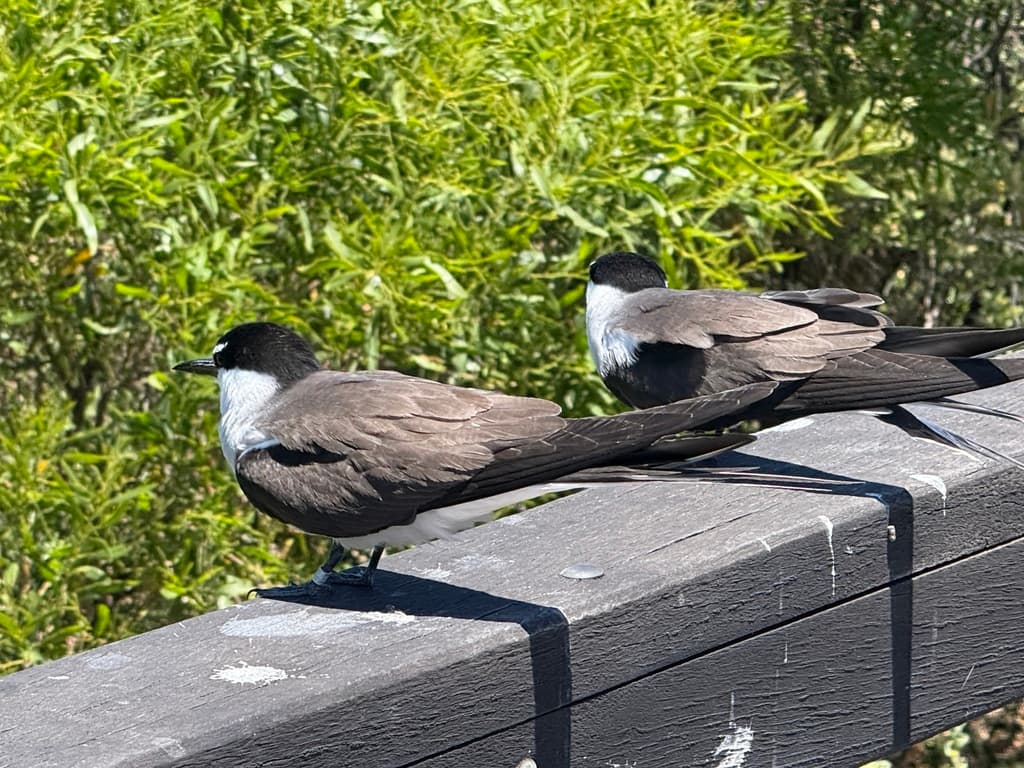 Bridled Tern