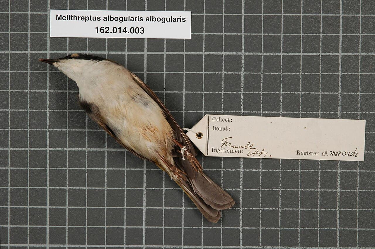 White-throated Honeyeater