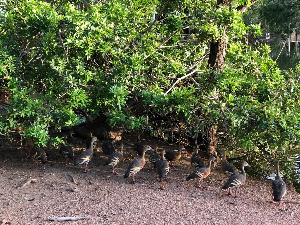 Plumed Whistling Duck