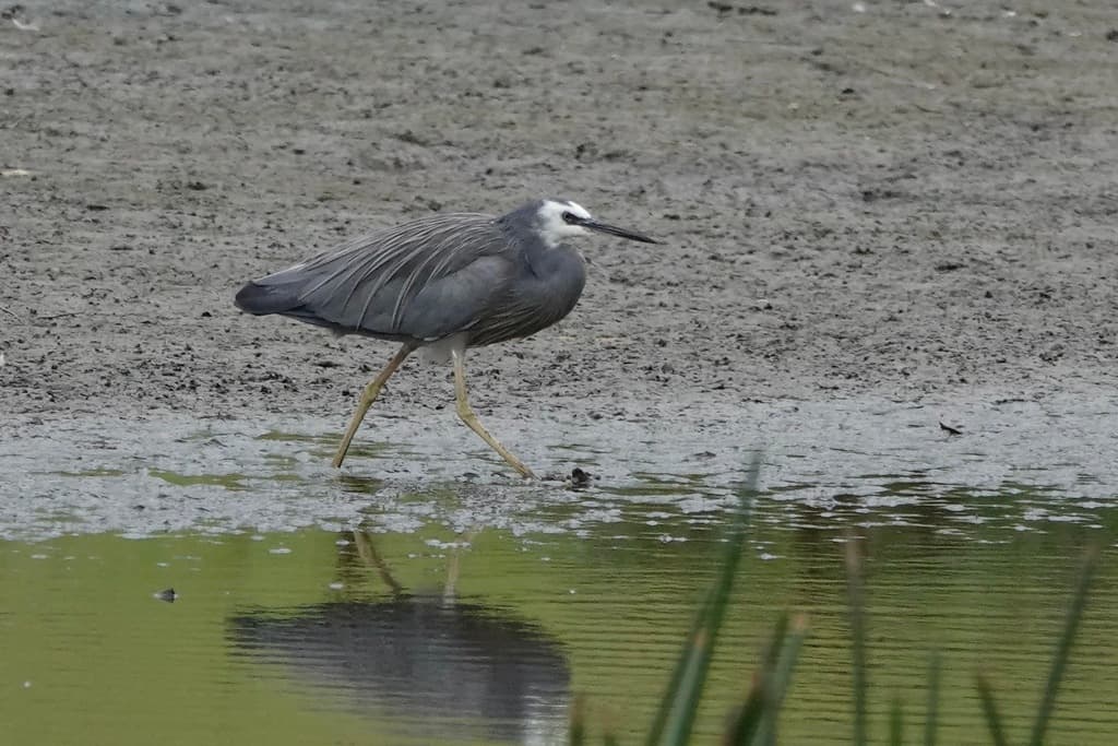 White-faced Heron
