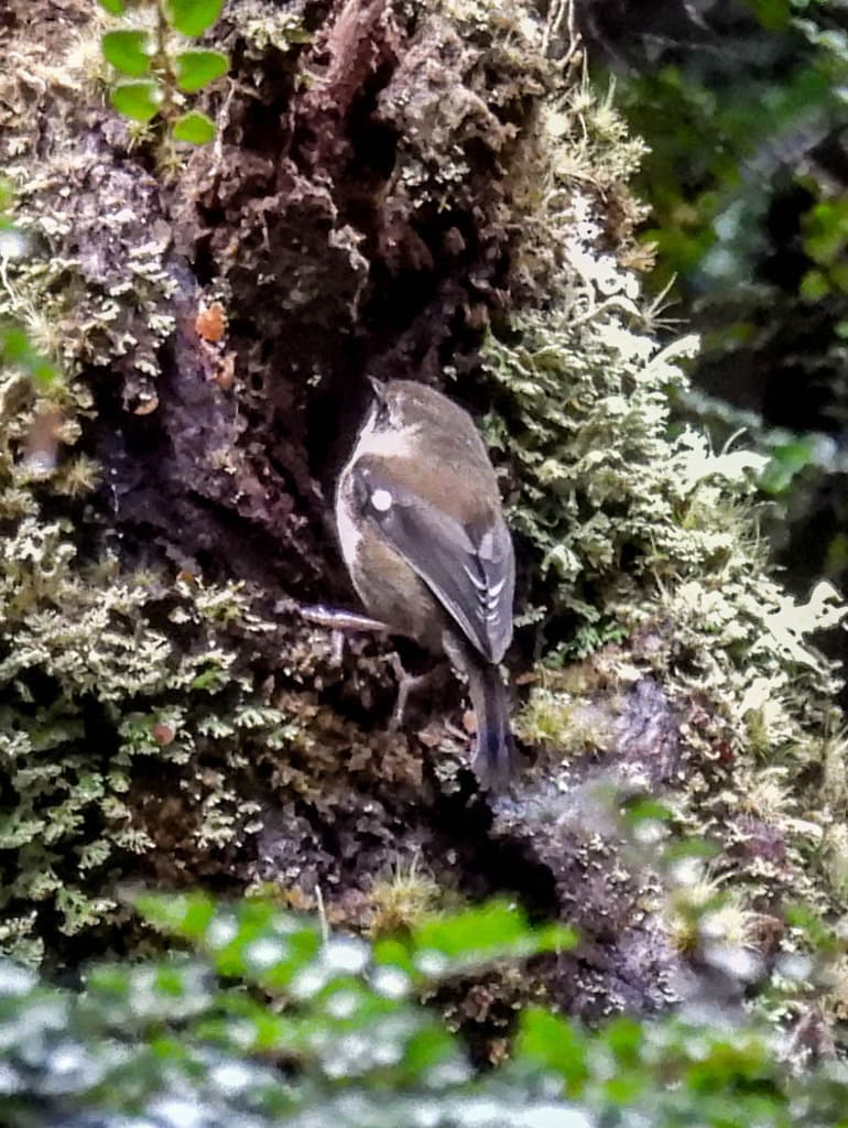 Scrubtit