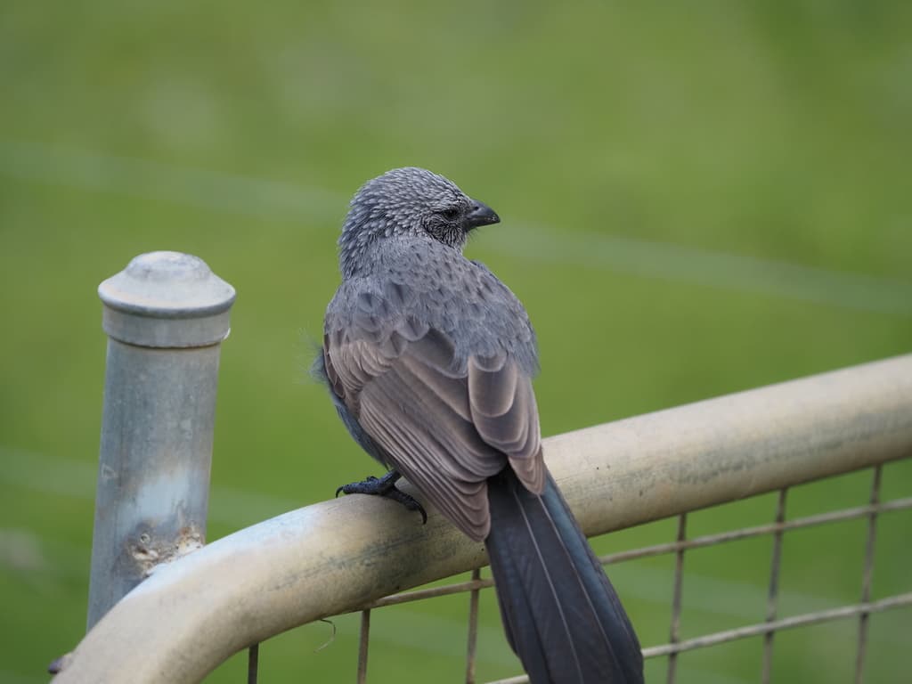 Apostlebird