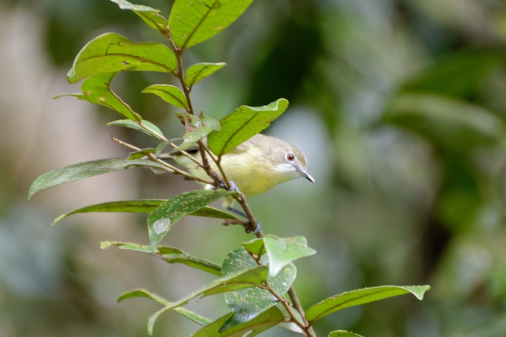 Fairy Gerygone