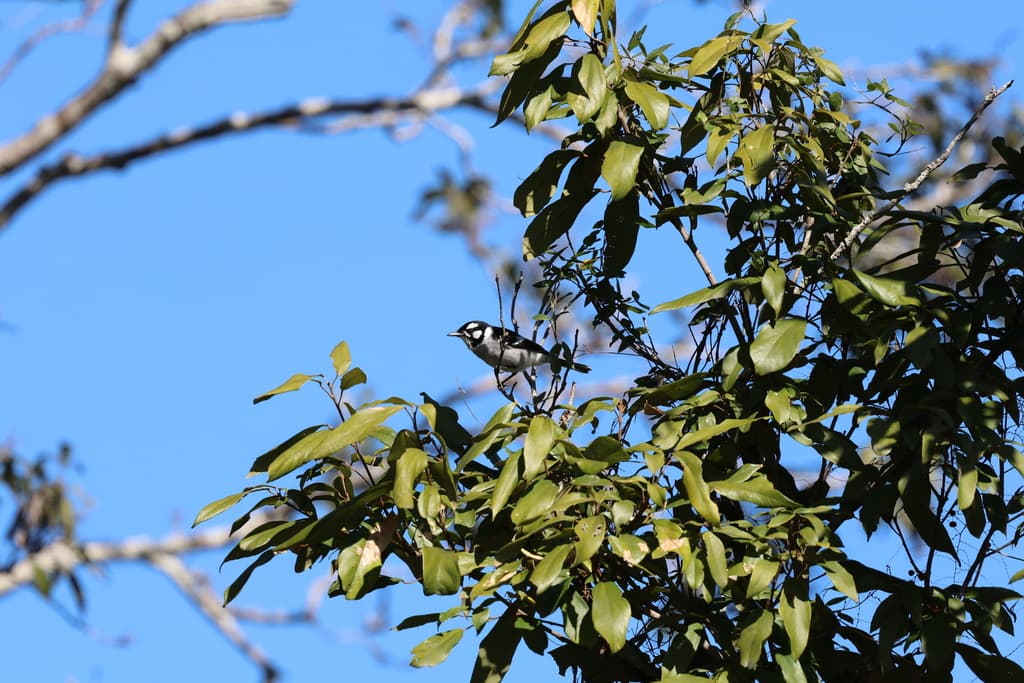 White-eared Monarch