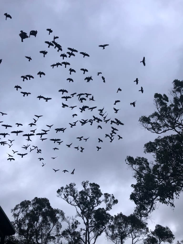 Baudin's Black Cockatoo