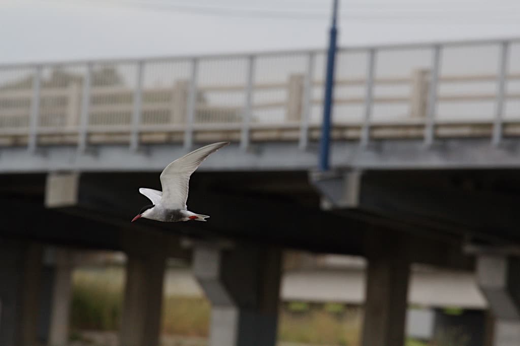 Whiskered Tern