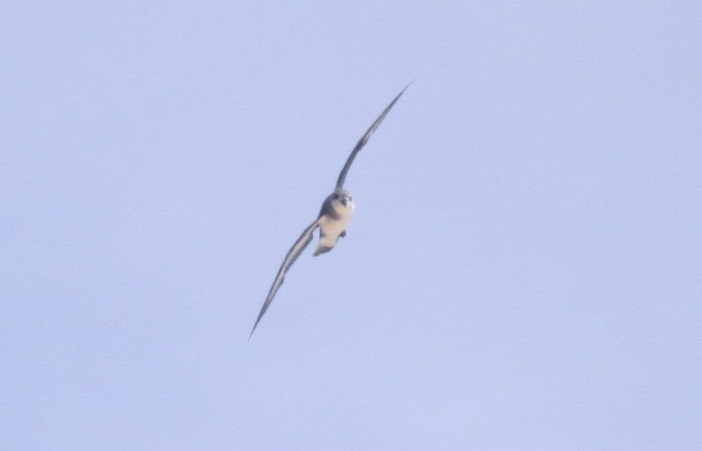 Black-winged Petrel