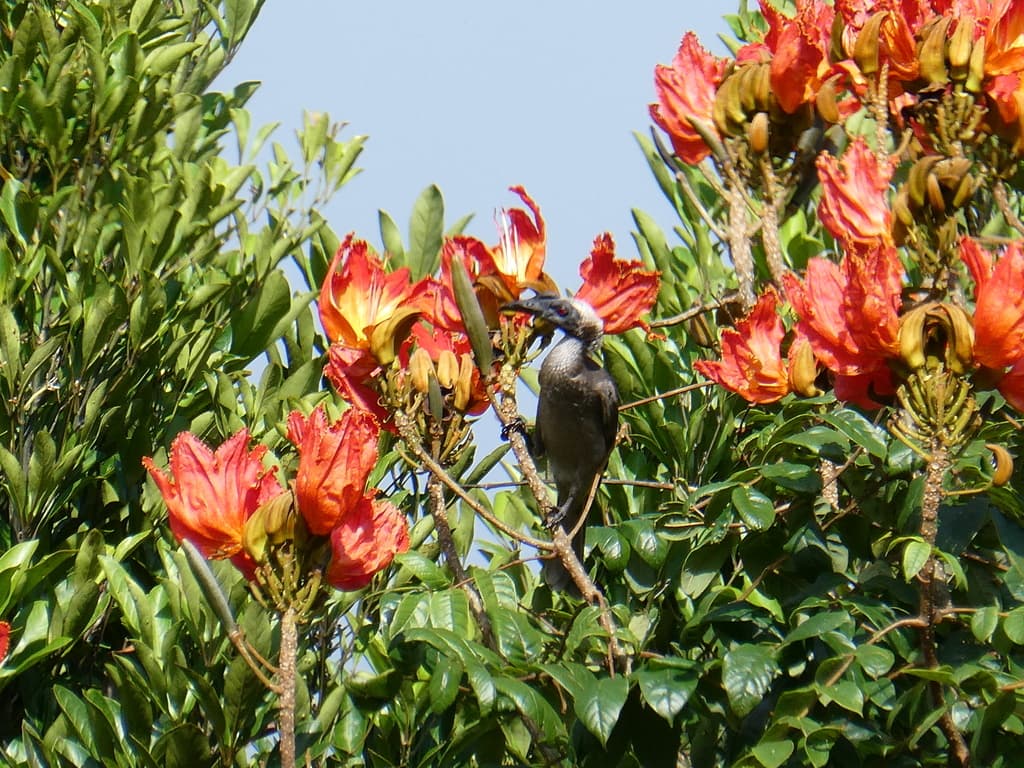 Helmeted Friarbird