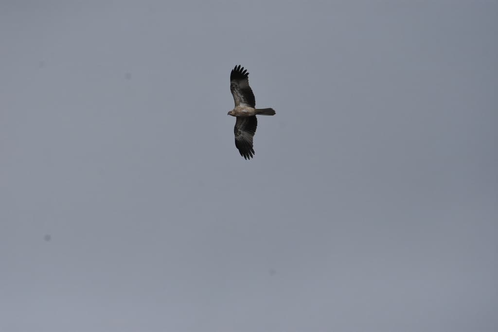 Whistling Kite