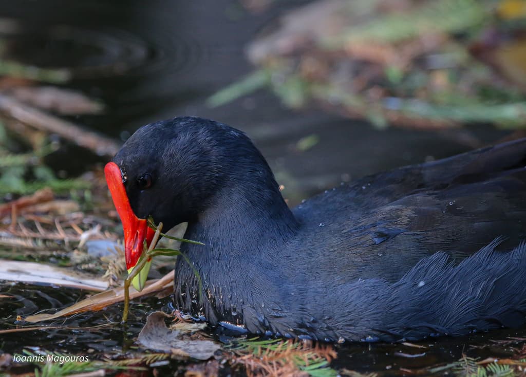 Dusky Moorhen