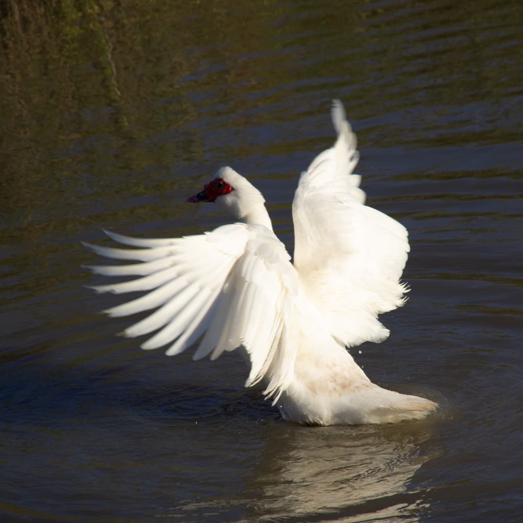 Muscovy Duck