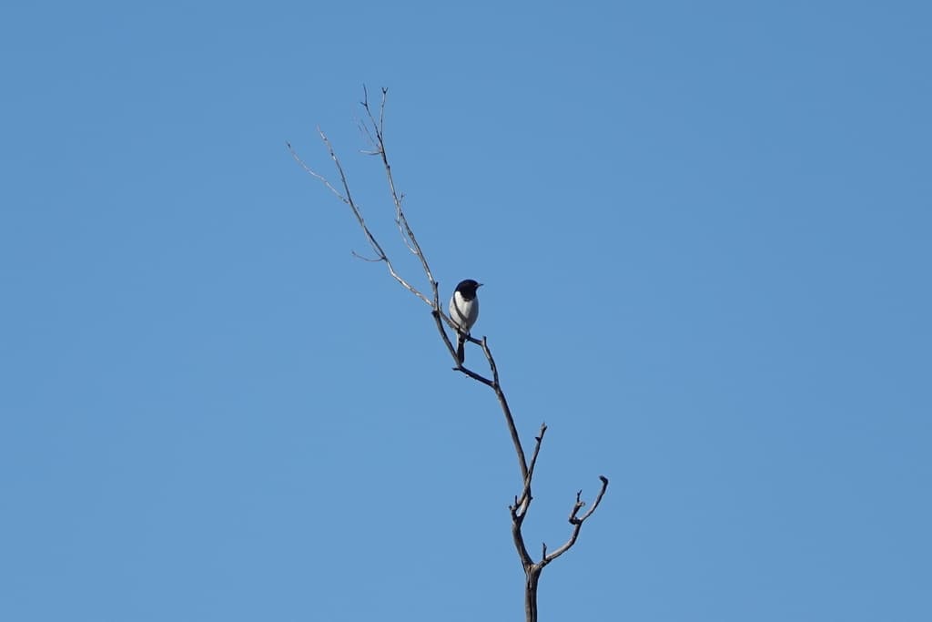 Hooded Robin