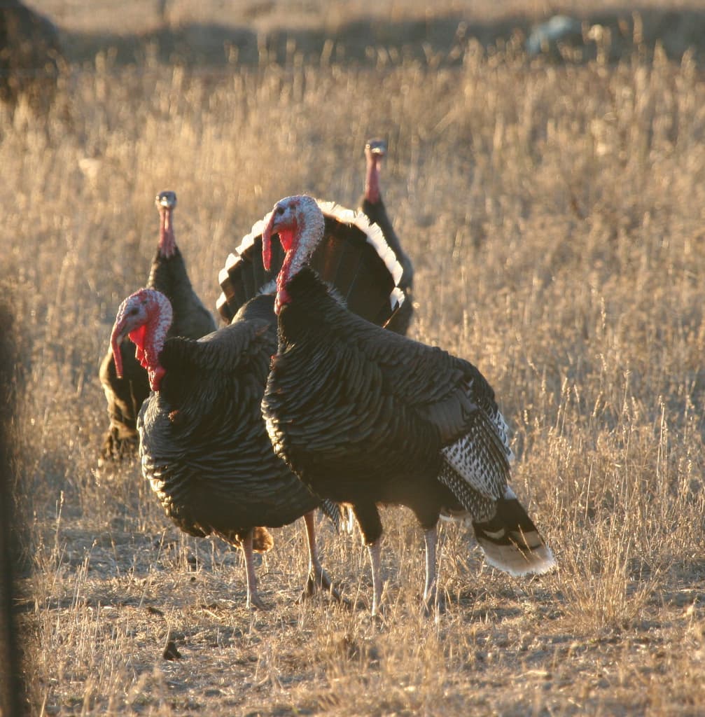 Wild Turkey
