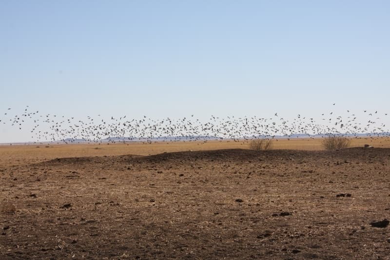 Flock Bronzewing