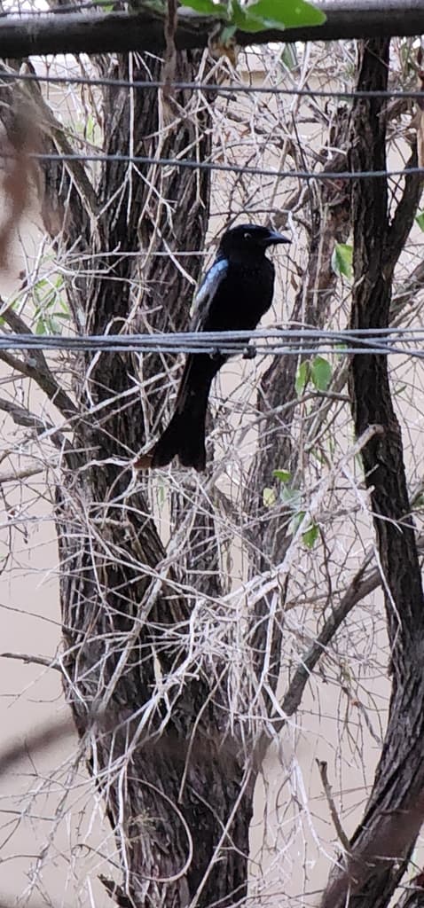 Spangled Drongo