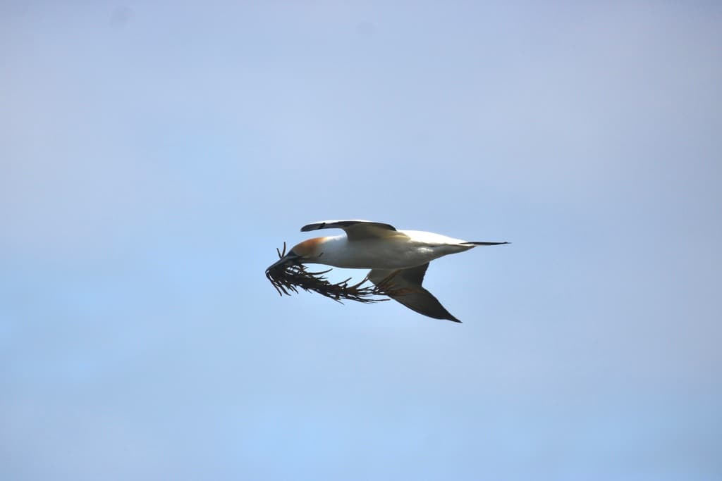 Australasian Gannet