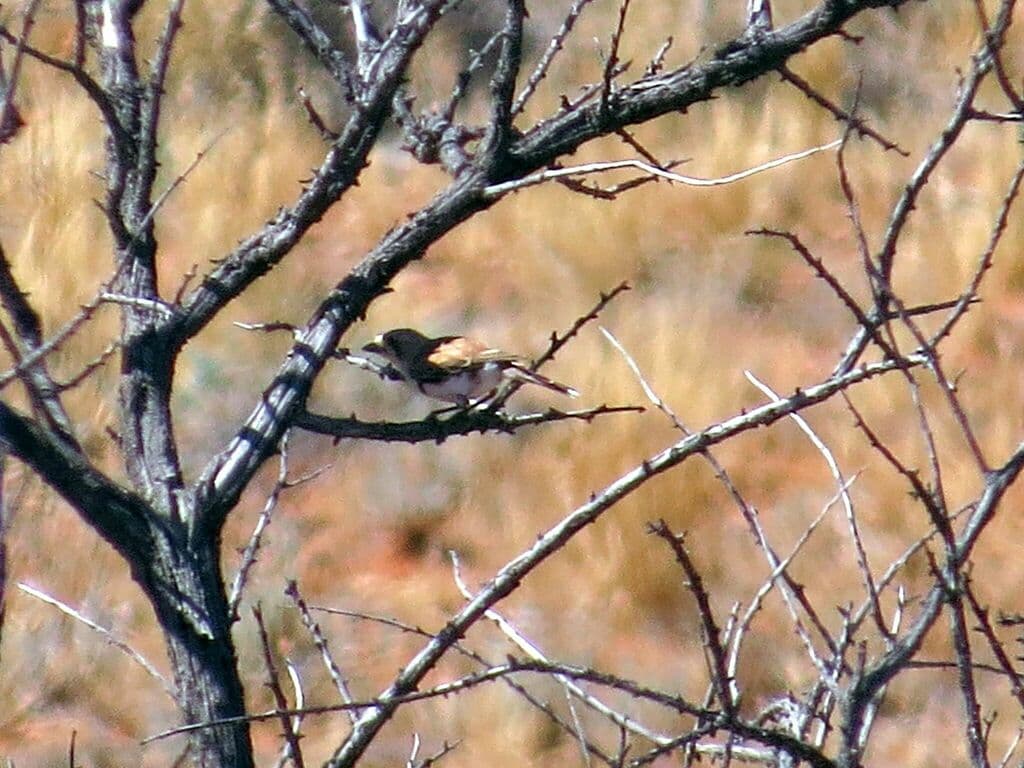 Banded Whiteface