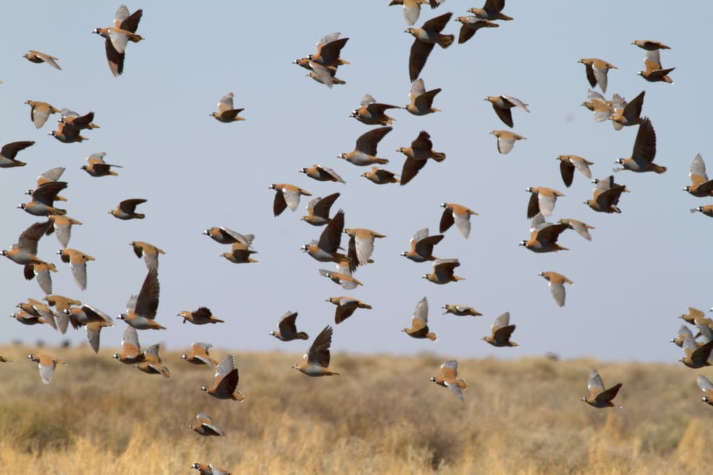 Flock Bronzewing