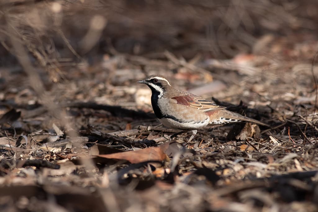 Chestnut Quail-thrush