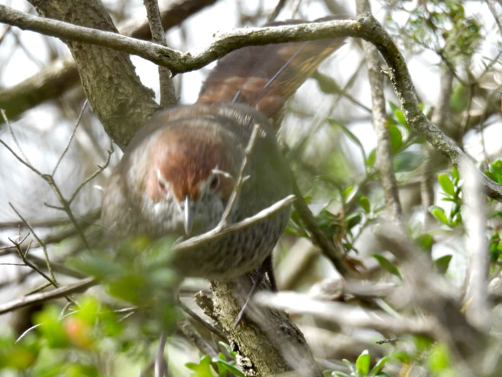 Rufous Bristlebird
