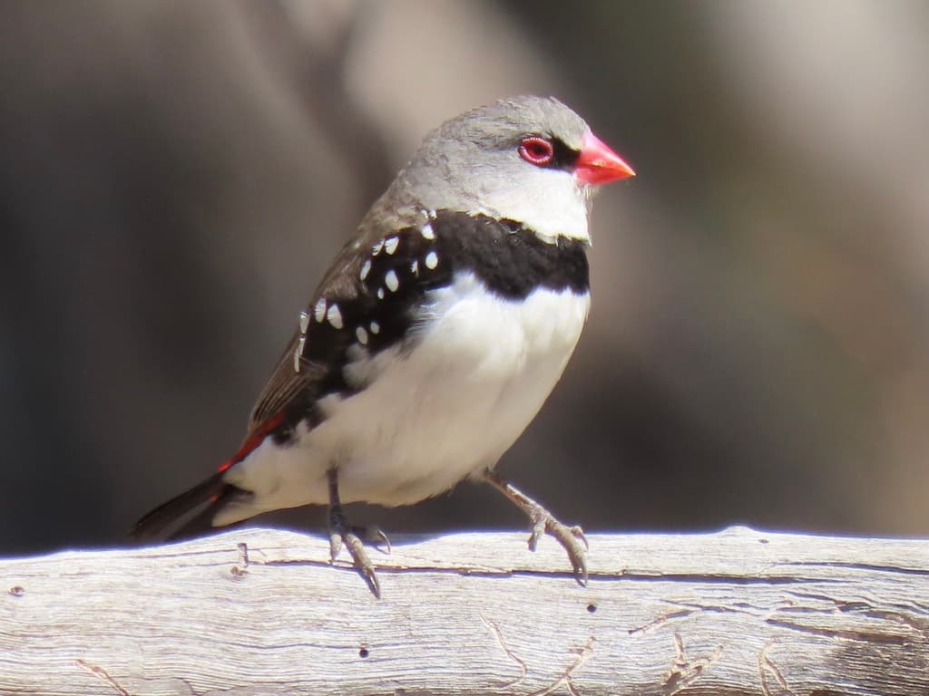 Diamond Firetail