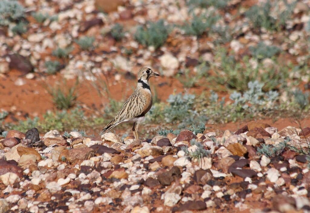 Inland Dotterel