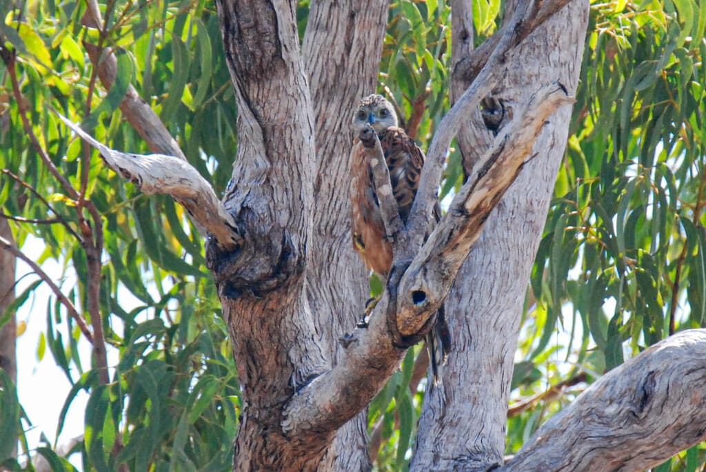 Red Goshawk