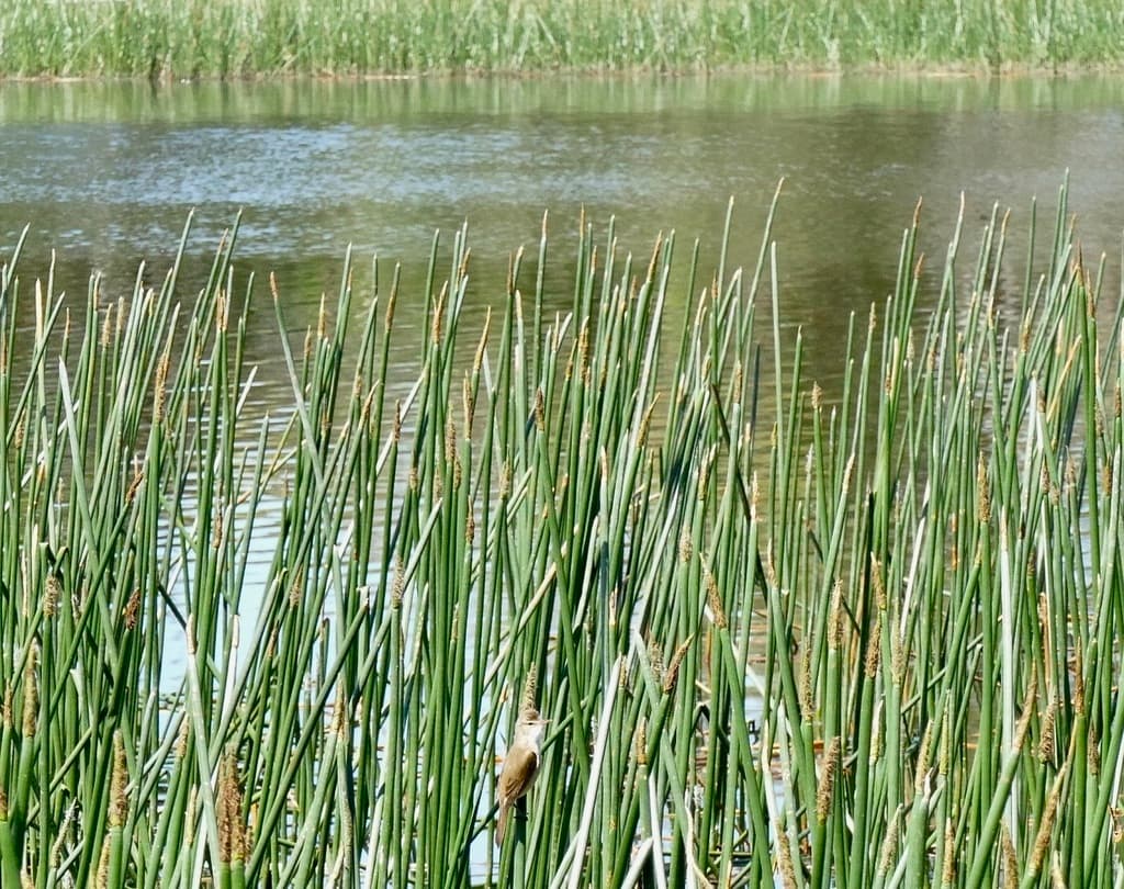 Australian Reed Warbler