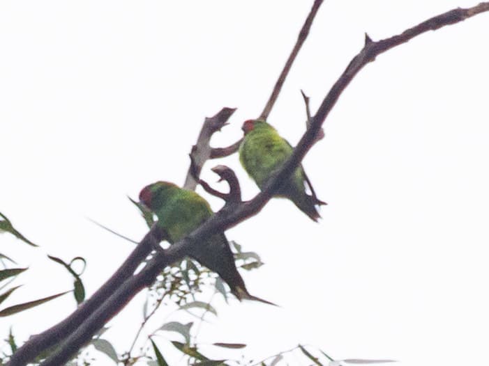 Little Lorikeet