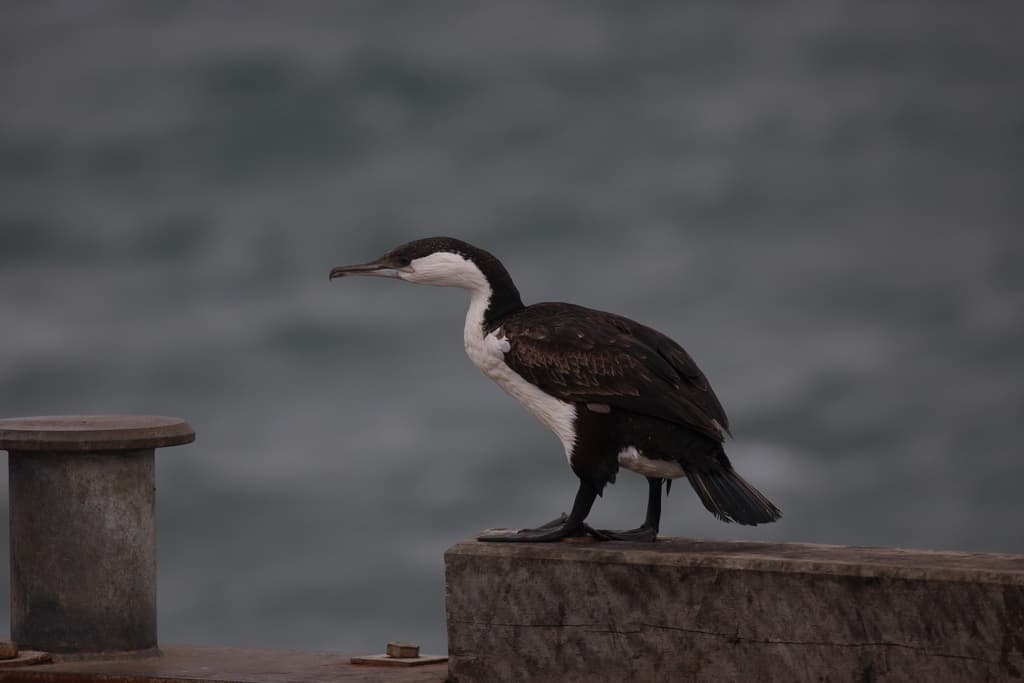 Black-faced Cormorant