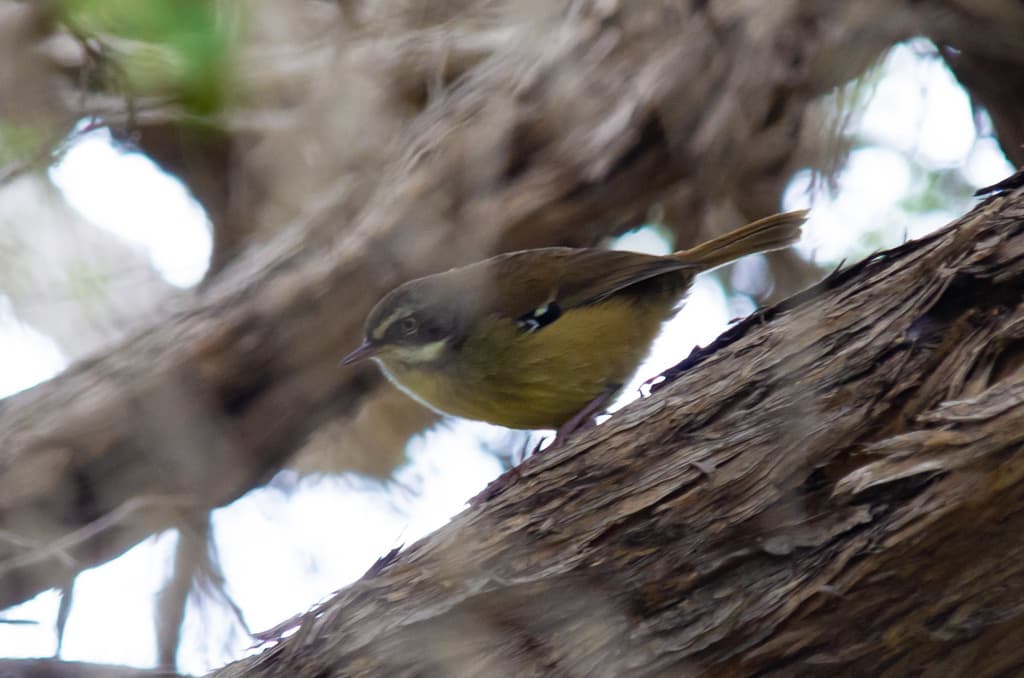White-browed Scrubwren