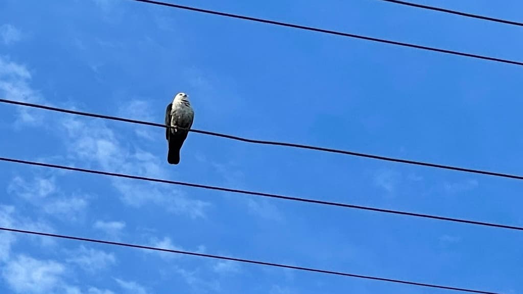 White-headed Pigeon