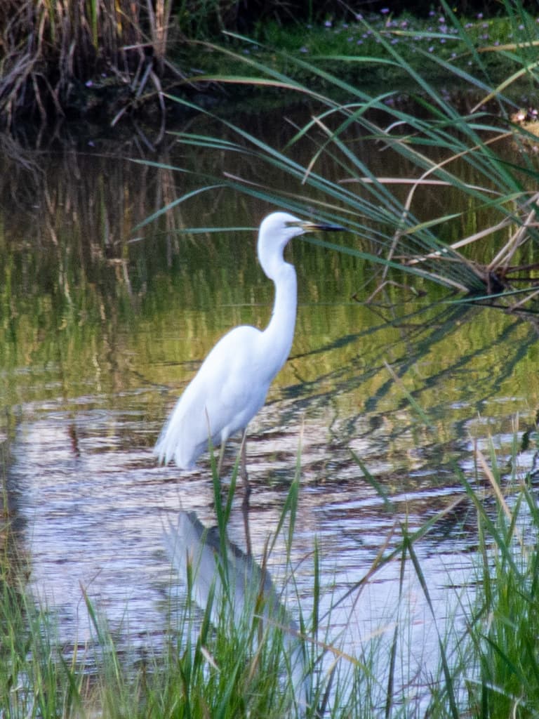 Great Egret