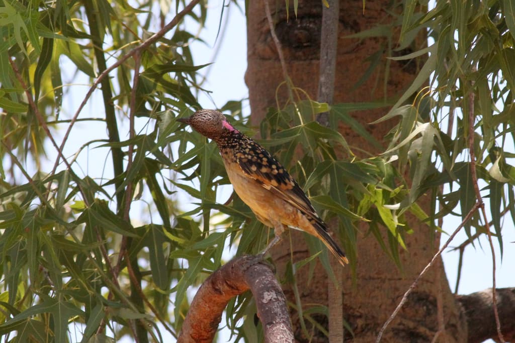 Western Bowerbird
