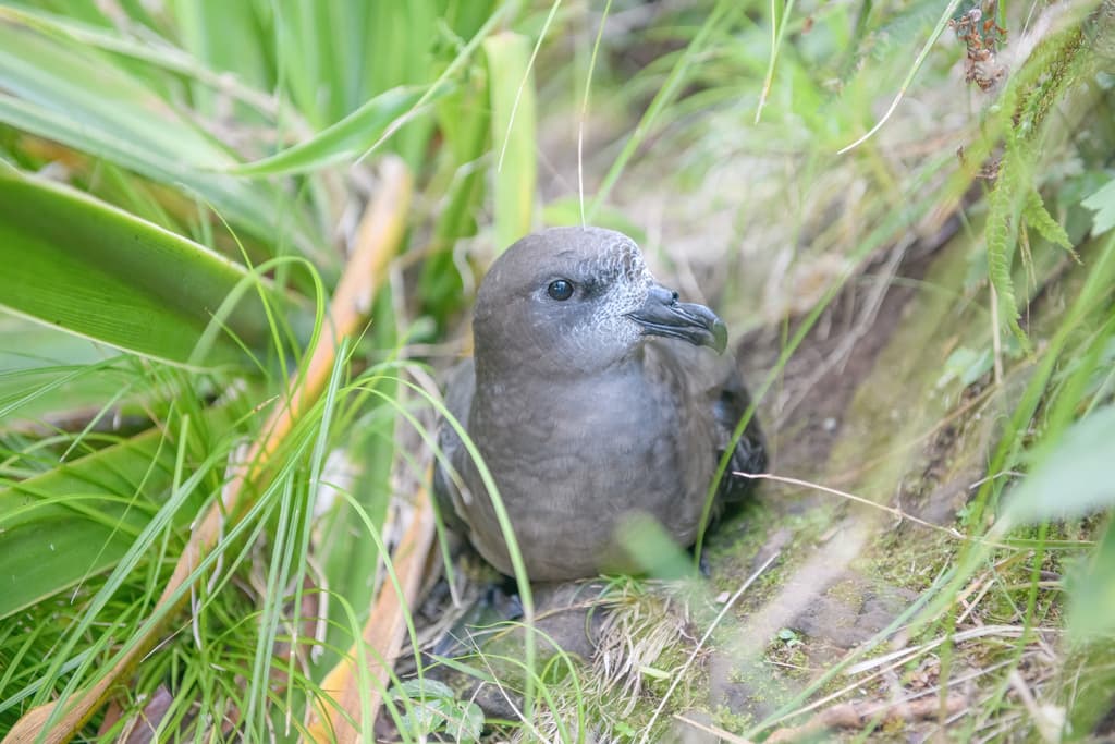 Providence Petrel