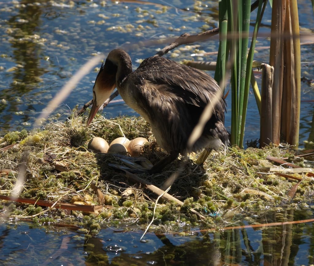 Great Crested Grebe