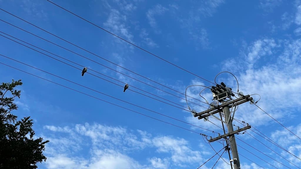 White-headed Pigeon