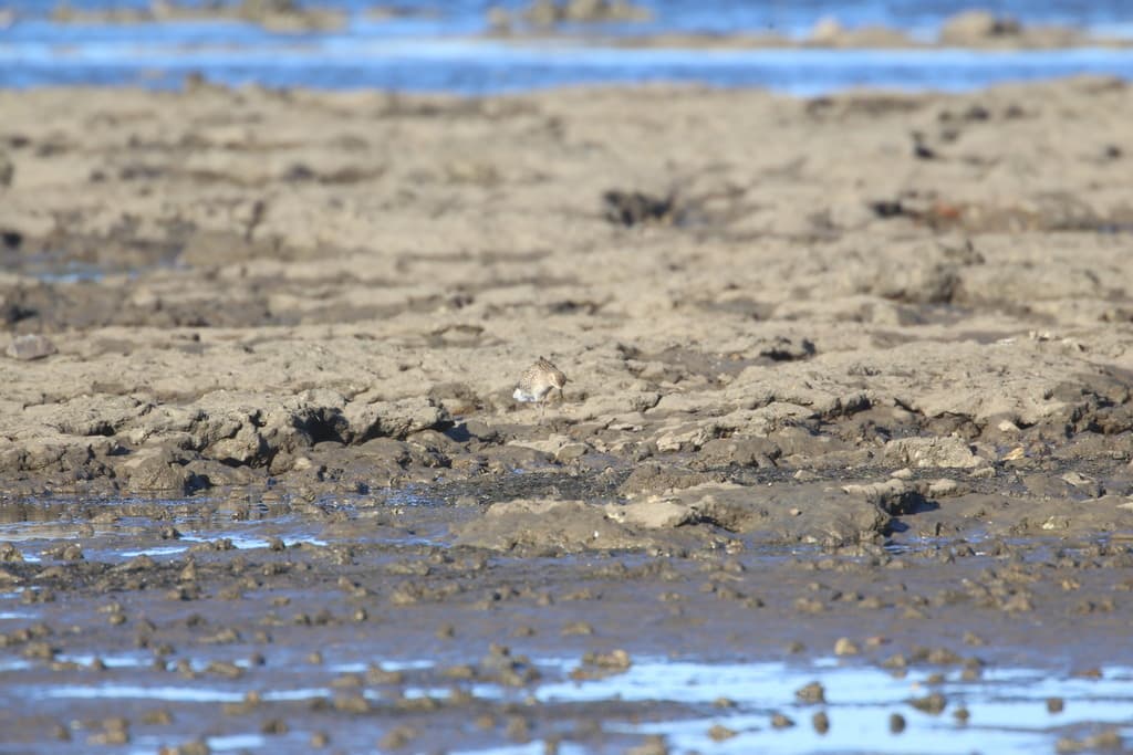 Pacific Golden Plover