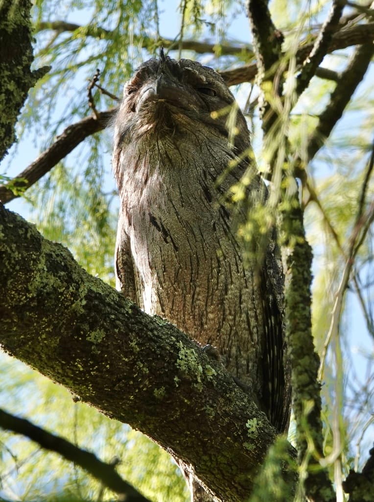 Tawny Frogmouth