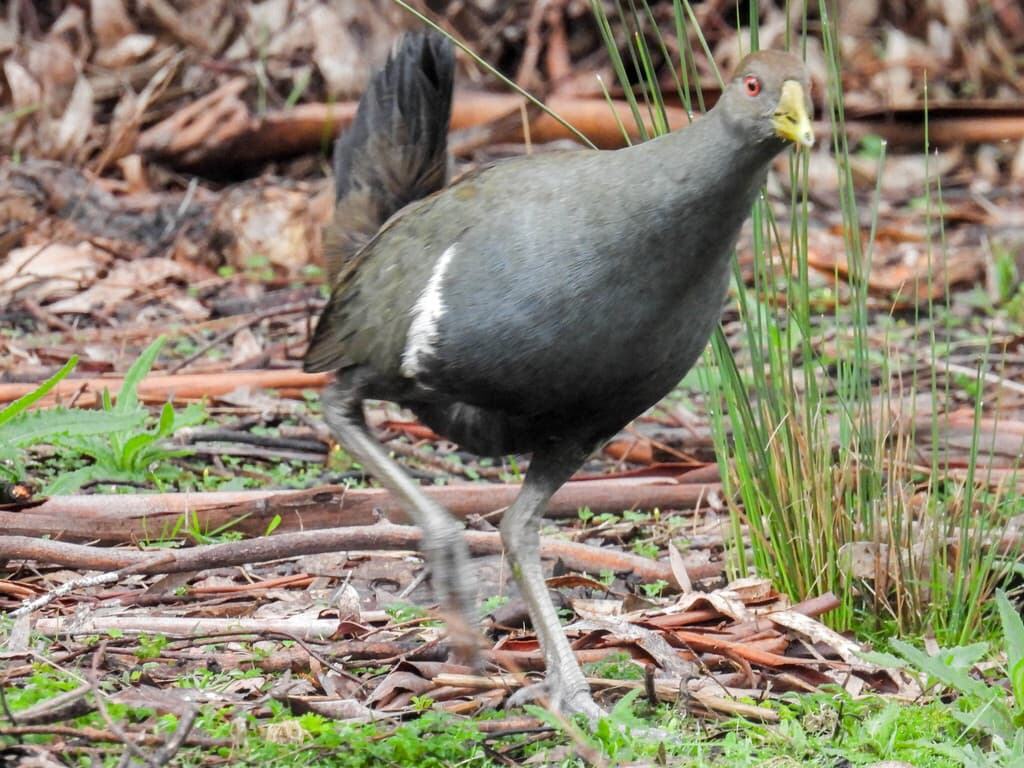 Tasmanian Nativehen