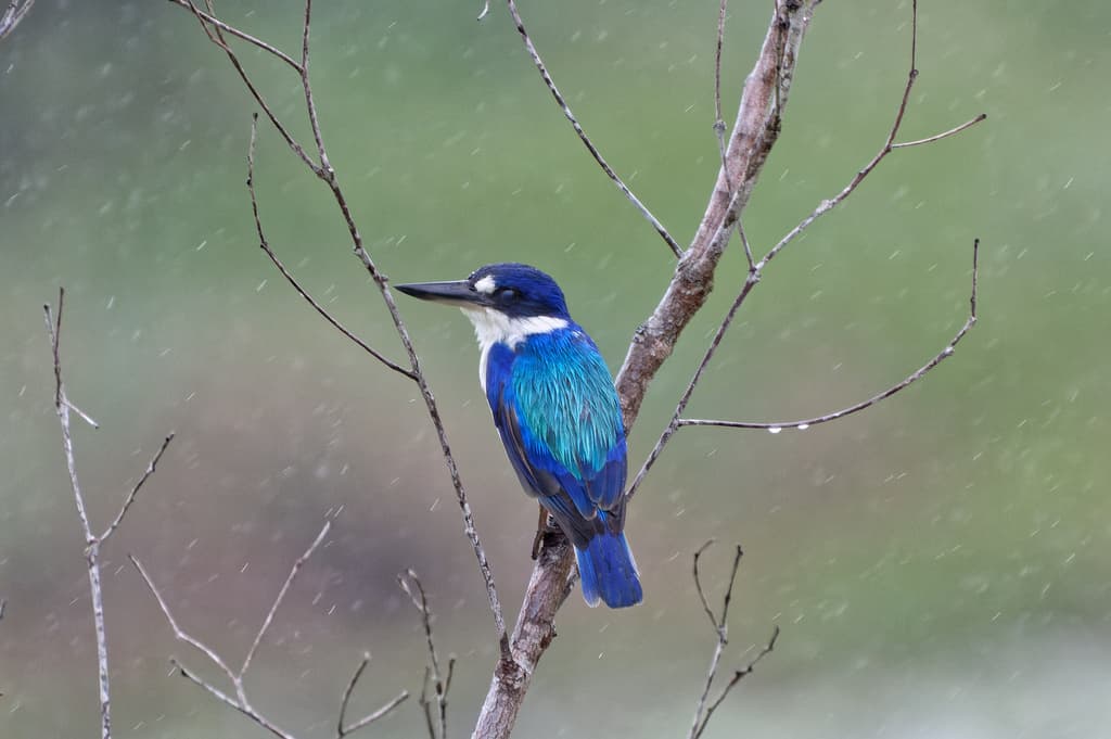 Forest Kingfisher