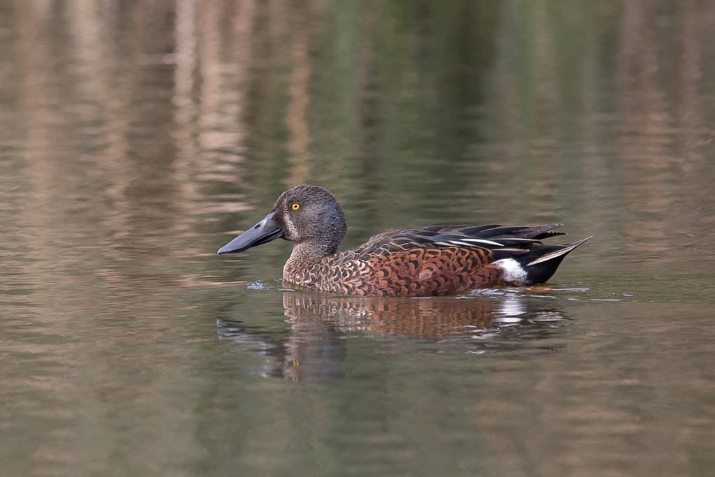 Australasian Shoveler