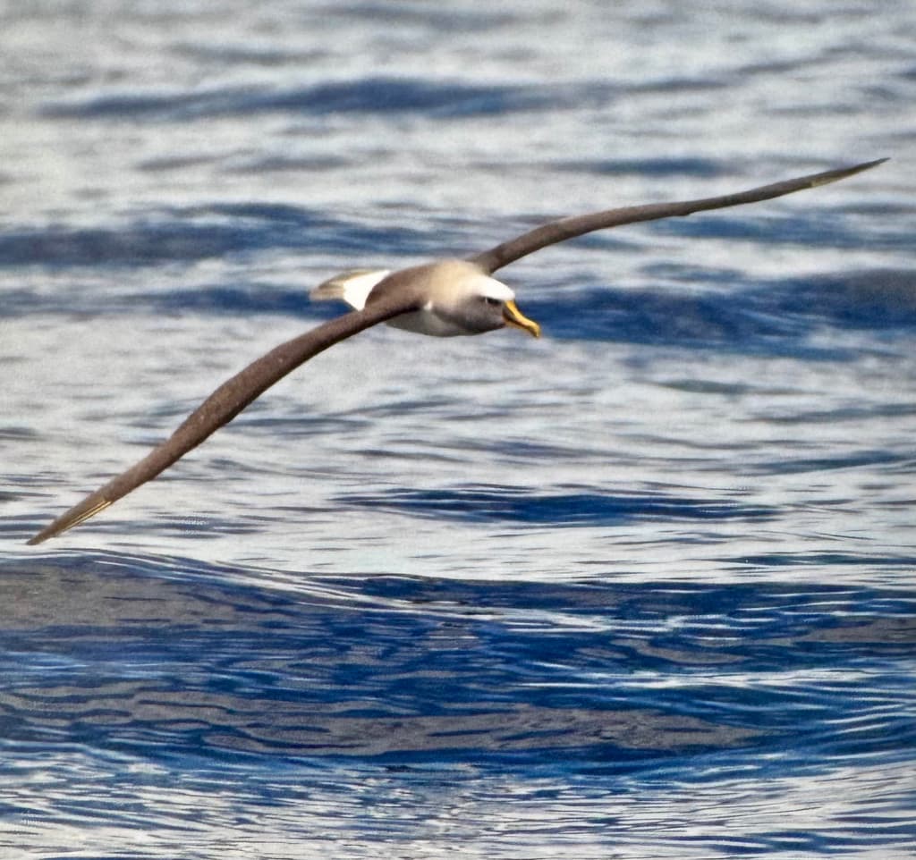 Buller's Albatross