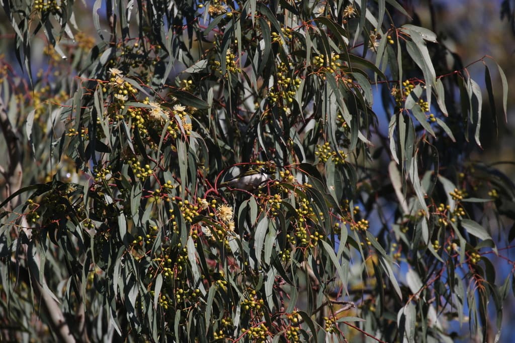 Gilbert's Honeyeater