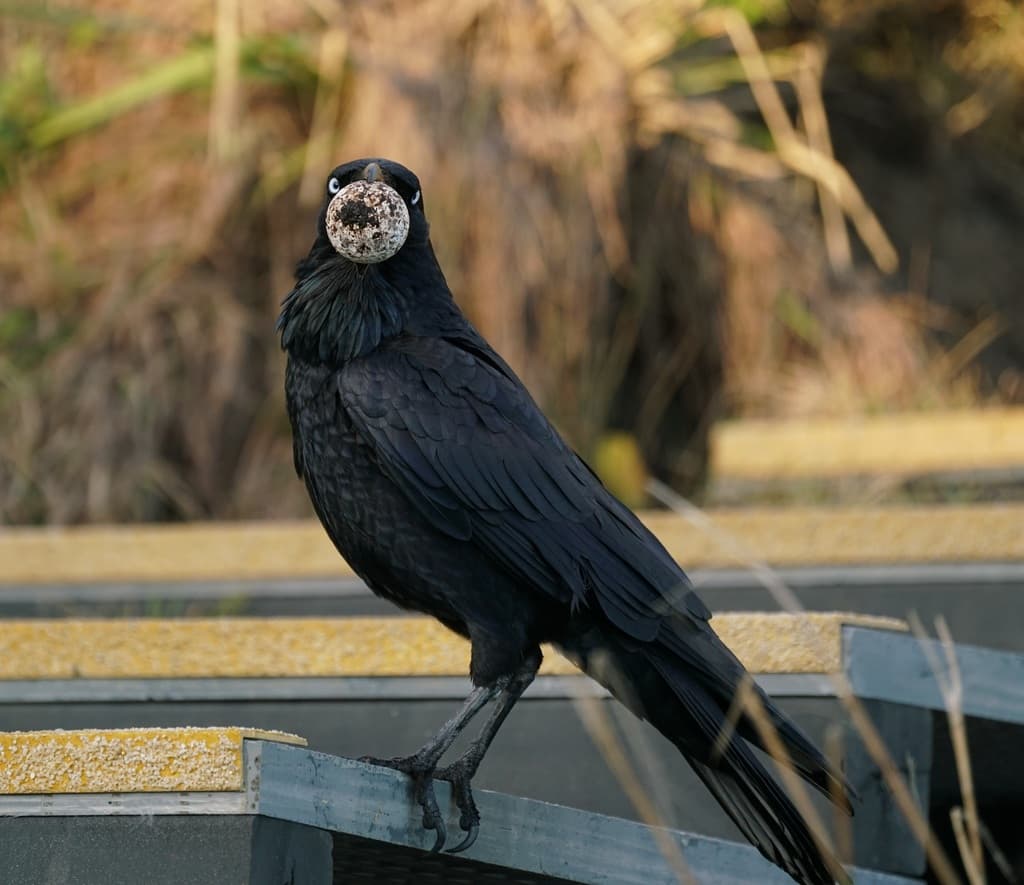 Australian Raven
